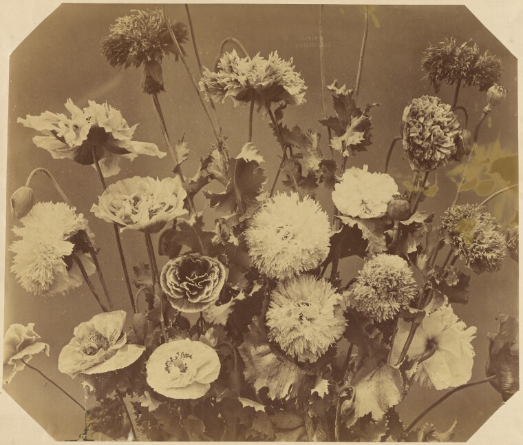 [Flowers] (84.XP.767.12)