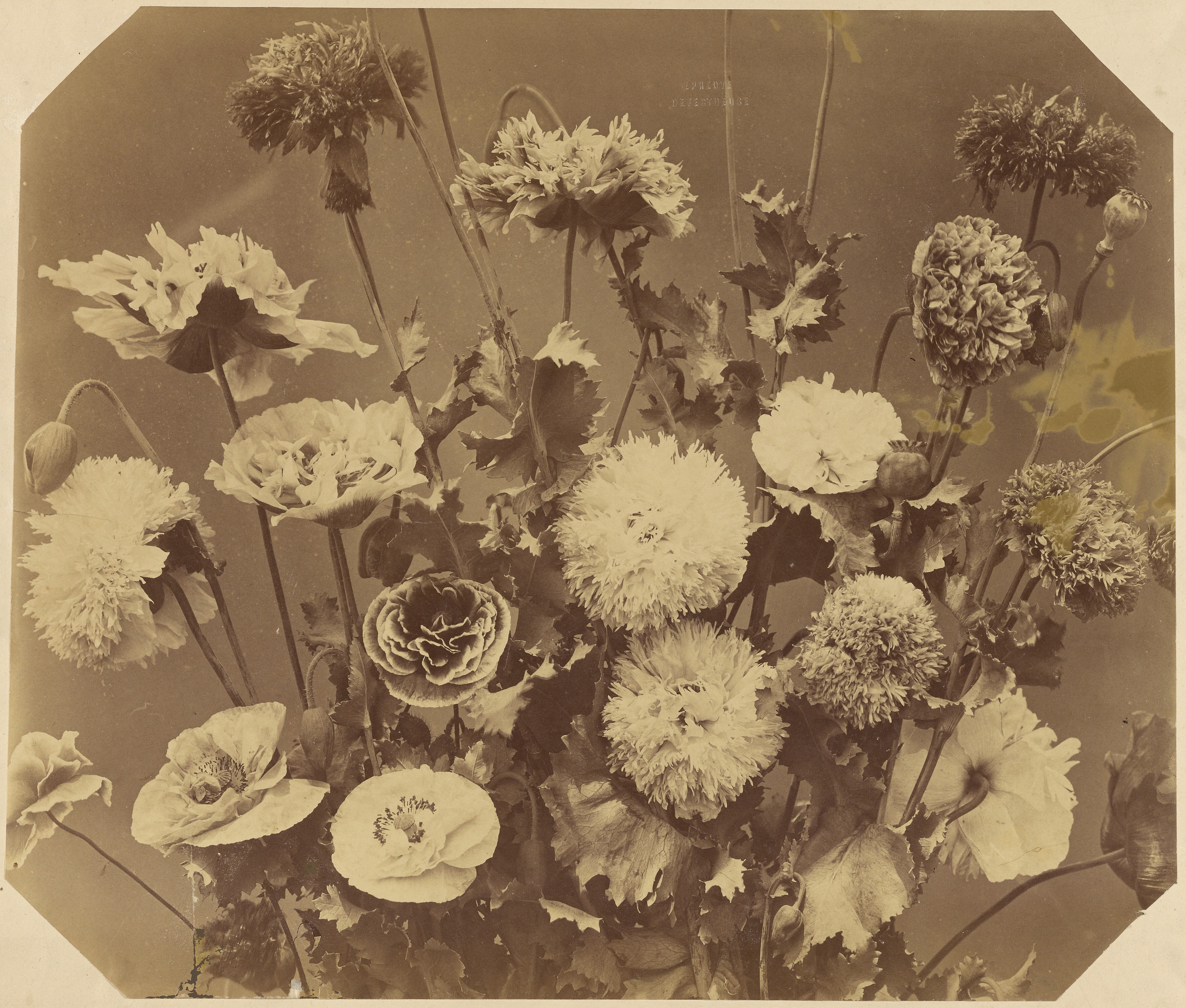 [Flowers] (84.XP.767.12)