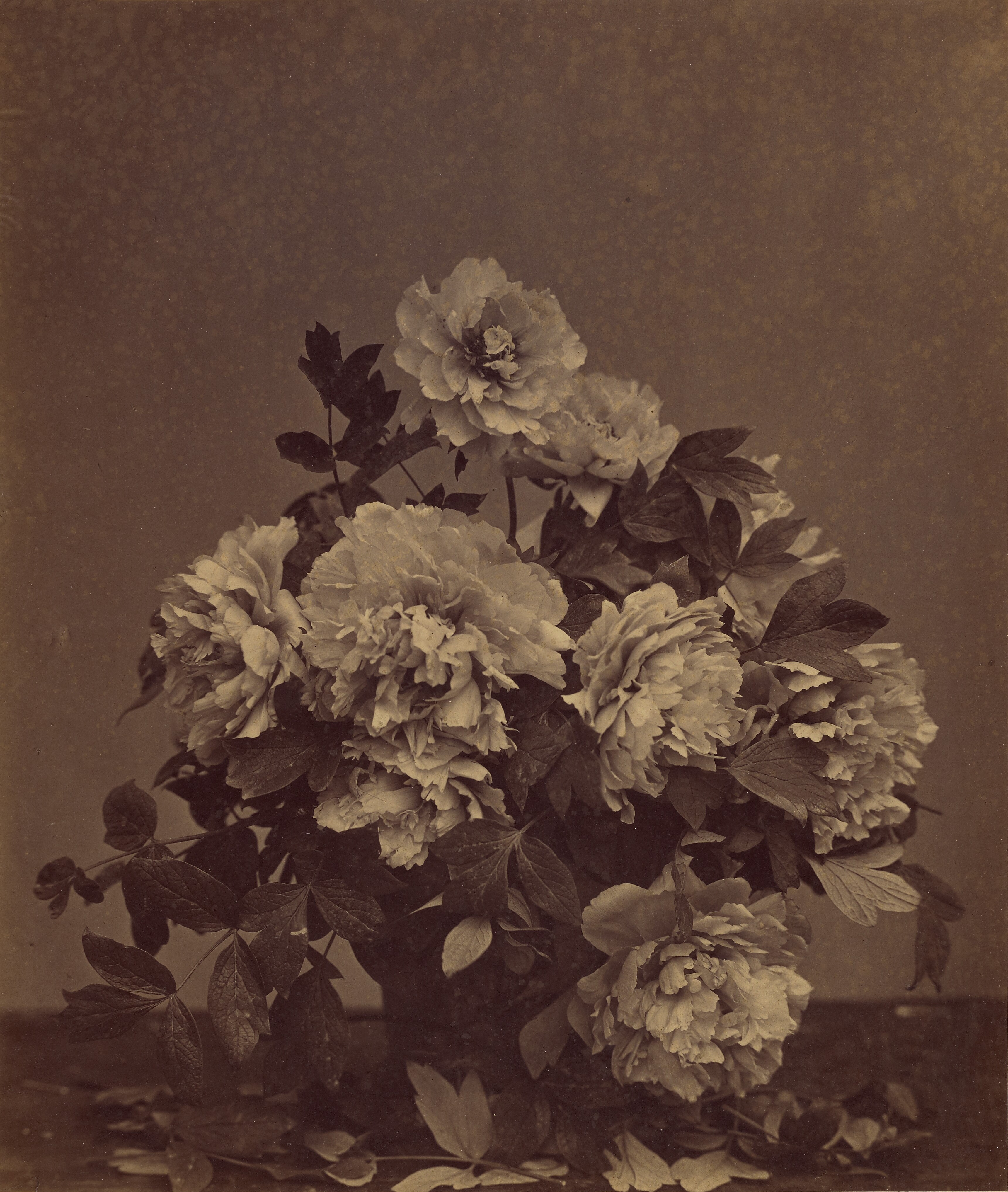 [Flowers] (84.XM.1384.1)