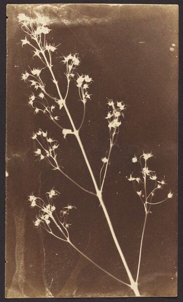 [Plant with wispy flowers] (84.XM.497.13)
